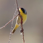 IMG_6928 Common Yellowthroat (male) #birdsgallery