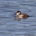 IMG_6876 Ruddy Duck (female)