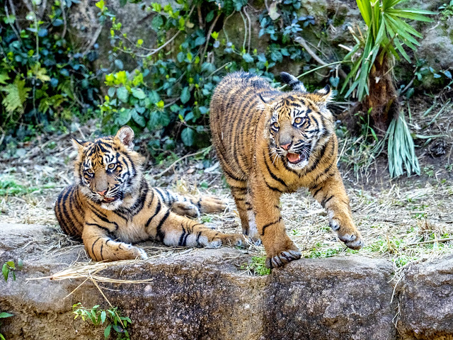 170404-143340 Sumatran Tiger Siblings in Yokohama Zoorasia Zoo 横浜ズーラシア動物園のスマトラ虎の幼い兄弟