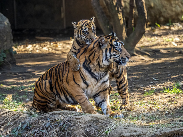 170404-143459 　Mother and Kid of Sumatran tiger in Yokohama Zoorasia Zoo 横浜ズーラシア動物園のスマトラ虎の母と子