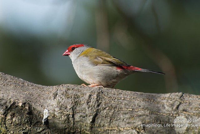 Neonchima temporalis (Red browed finch)