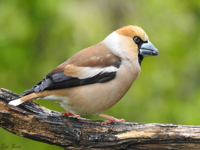 Hawfinch ♂ (Coccothraustes coccothraustes)