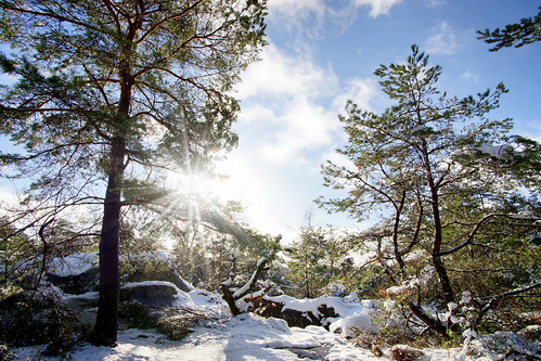 forest nature landscape outside outdoor plants tree snow winter white sun sunlight bright