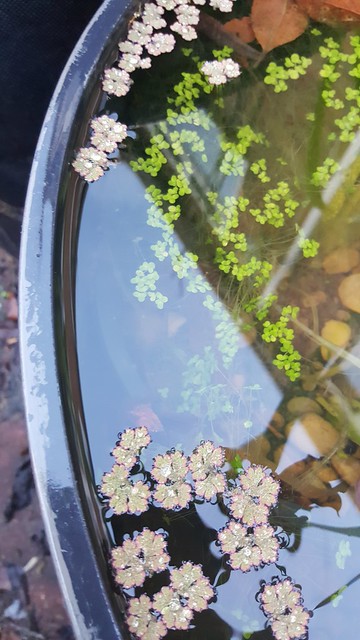 A plant growing on the surface of one of my barrel ponds.