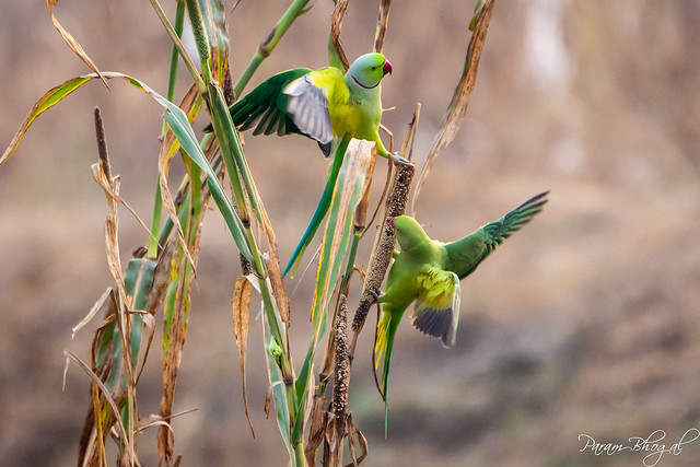 Parrots Feeding Frenzy (PB2_3251)
