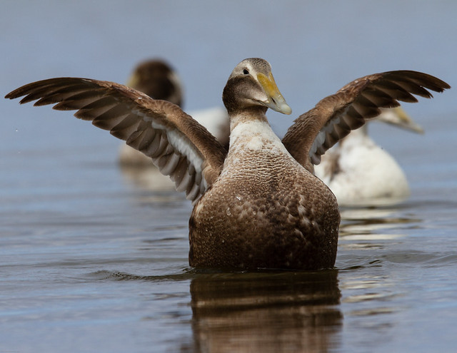 Common Eider Duck spreading its wings in a small pond