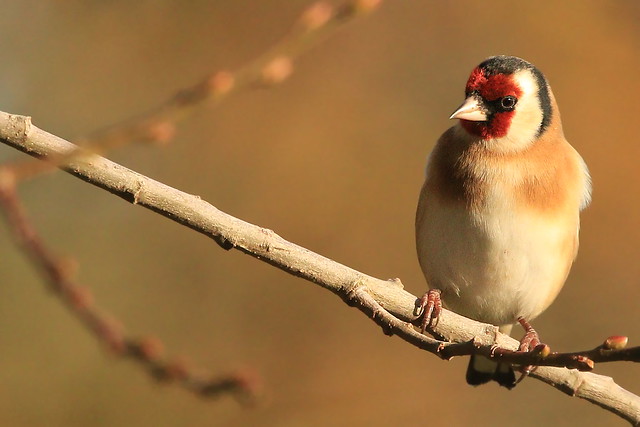Goldfinch at Broxhead Common