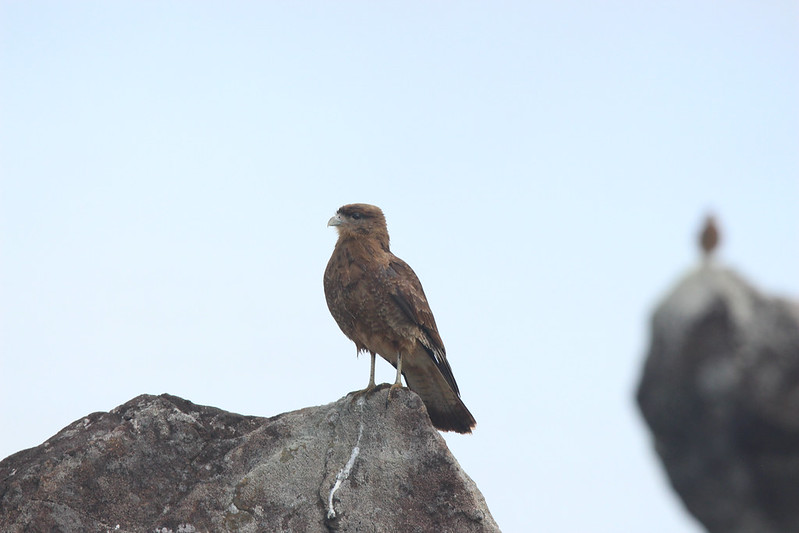 A local Caracara.
