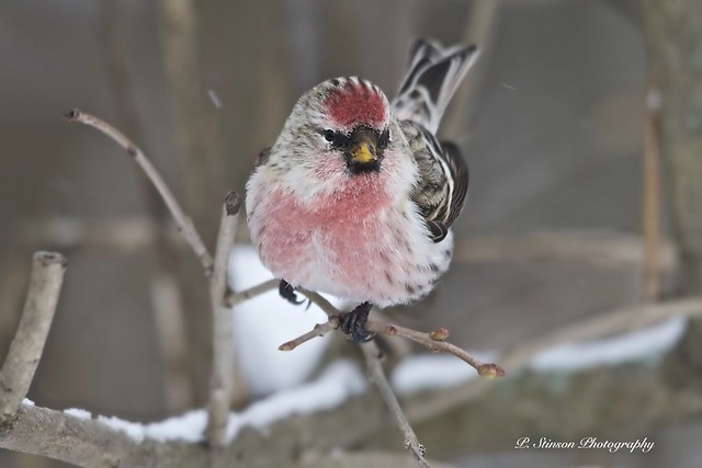 Male Common Red Poll
