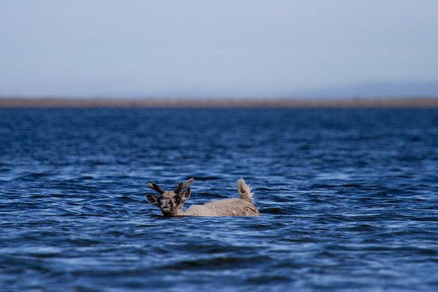 Young barren-ground caribou swimming through water near Arviat Nun