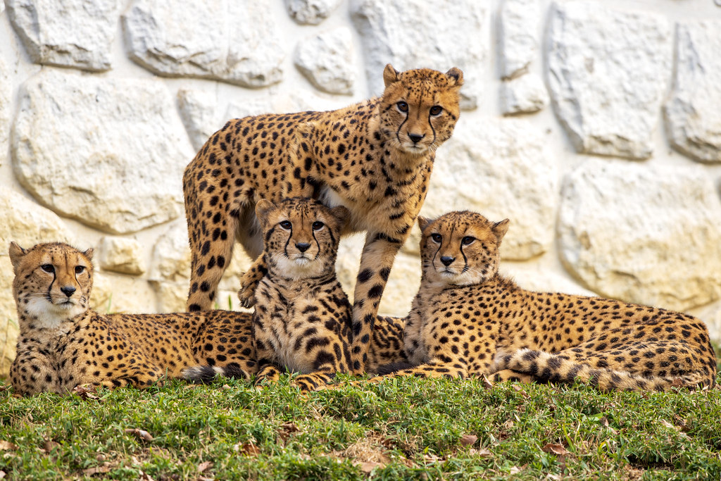 130110 144857-　Young Cheetah Sibling 幼いチーターの兄弟