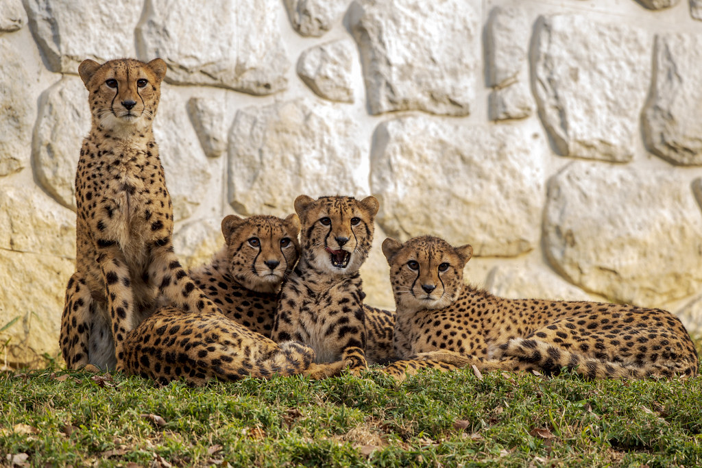 130110 145349-　Young Cheetah Sibling 幼いチーターの兄弟