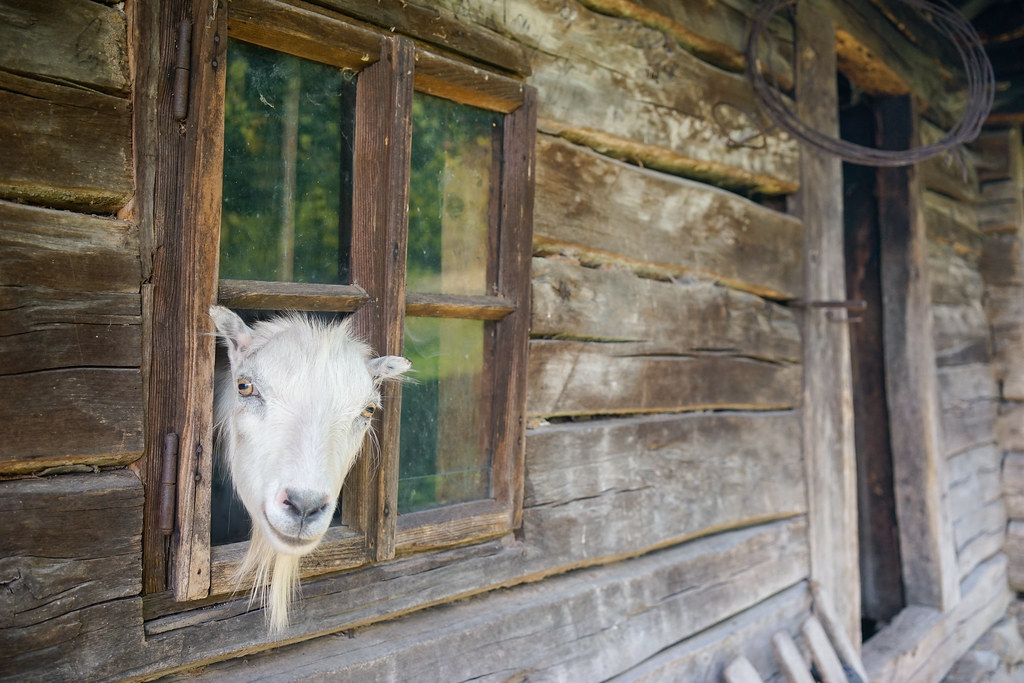 Goat from Mehedinți mountains. [Explored January 6, 2021]