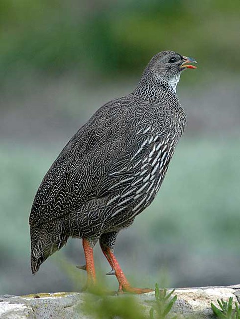 A Cape francolin, Jacobs Bay, Western Province, South Africa.