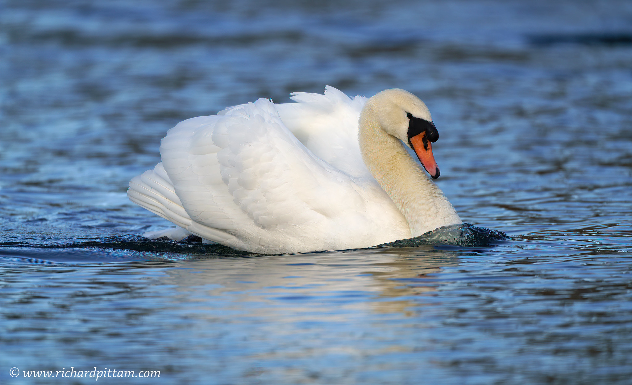 Mute Swan/s