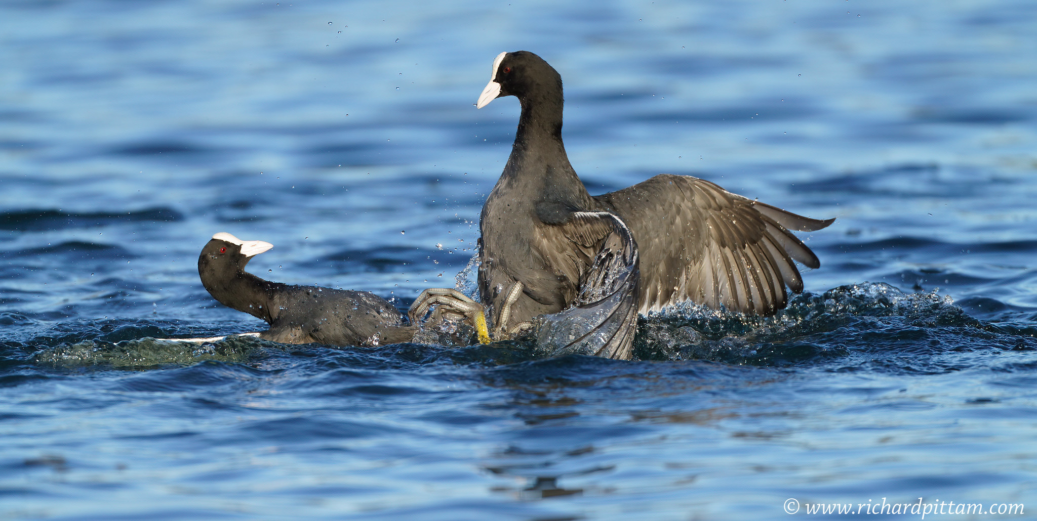 Everybody was Lockdown Fighting......Coot/s