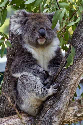 koala wings wildlife park gunns plains tasmania