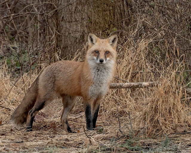 Red Fox-EXPLORED