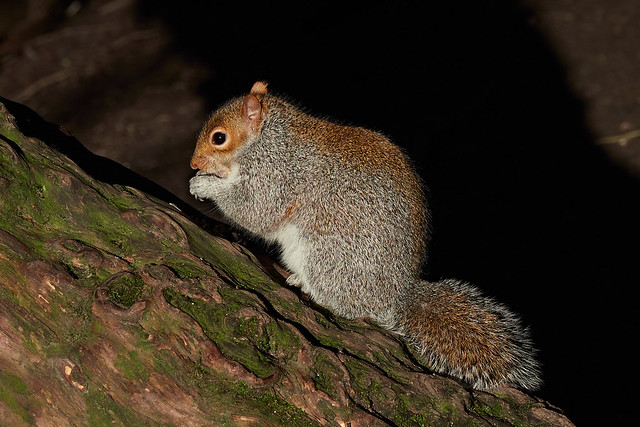 Manor Park Squirrel