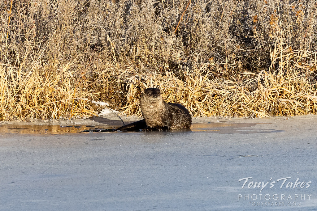 A river otter hangs out on a frozen pond in Colorado. (© Tony's Takes)