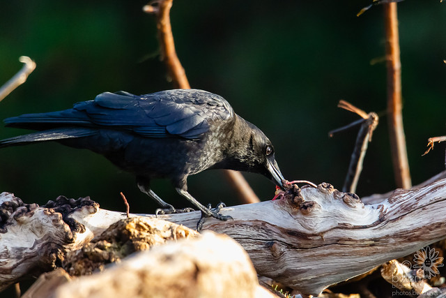 Northwestern Crows (Puck & Lucretia)