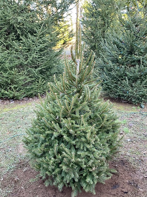 2020 Christmas tree is now planted