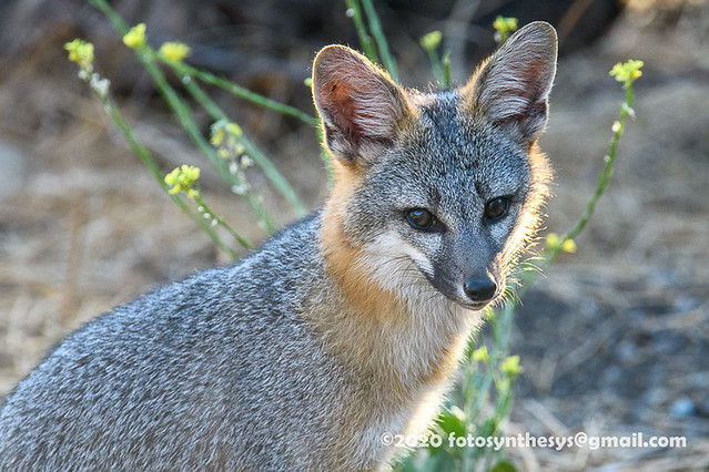 Townsend's Gray Fox (Urocyon cinereoargenteus townsendi) DSD_2716