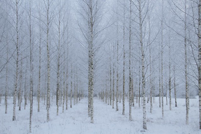 Frosty birches