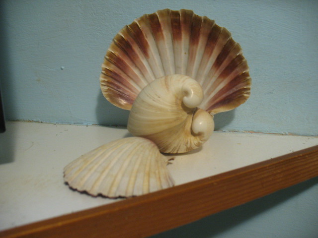 My Adriatic shells