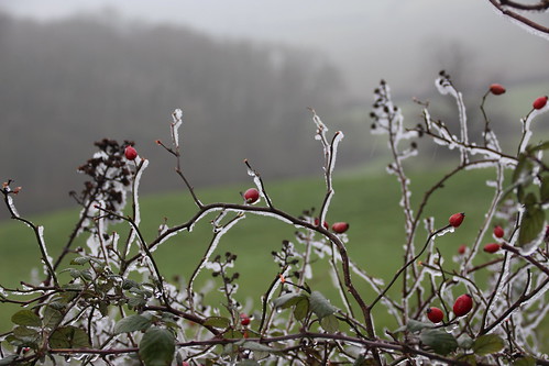 rosehips dingley view valley trees frost winter landscape nature field hedgerow