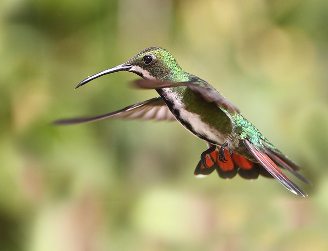 Green-breasted mango - Anthracothorax  nigricollis