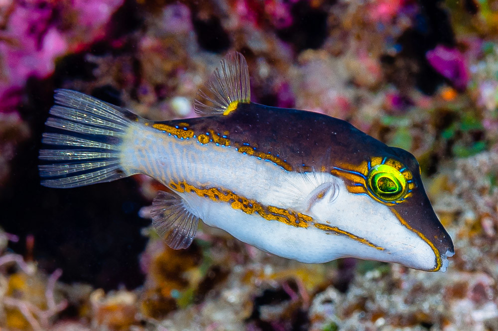 Bicolored toby - Canthigaster smithae | (EN) Bicolored toby … | Flickr