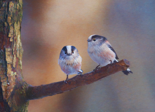 Long-tailed tits ~ Composite