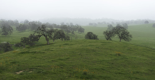 cathey’svalley farm homestead california evening sunset fog mist wetsummer flowers summer roadtrip