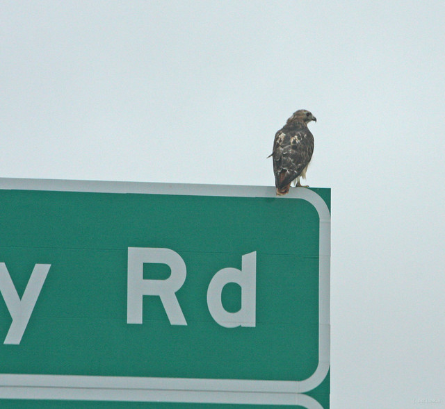 Red-tailed Road Sign Rest 1