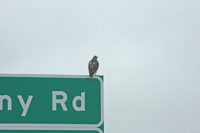 Red-tailed Road Sign Rest 2
