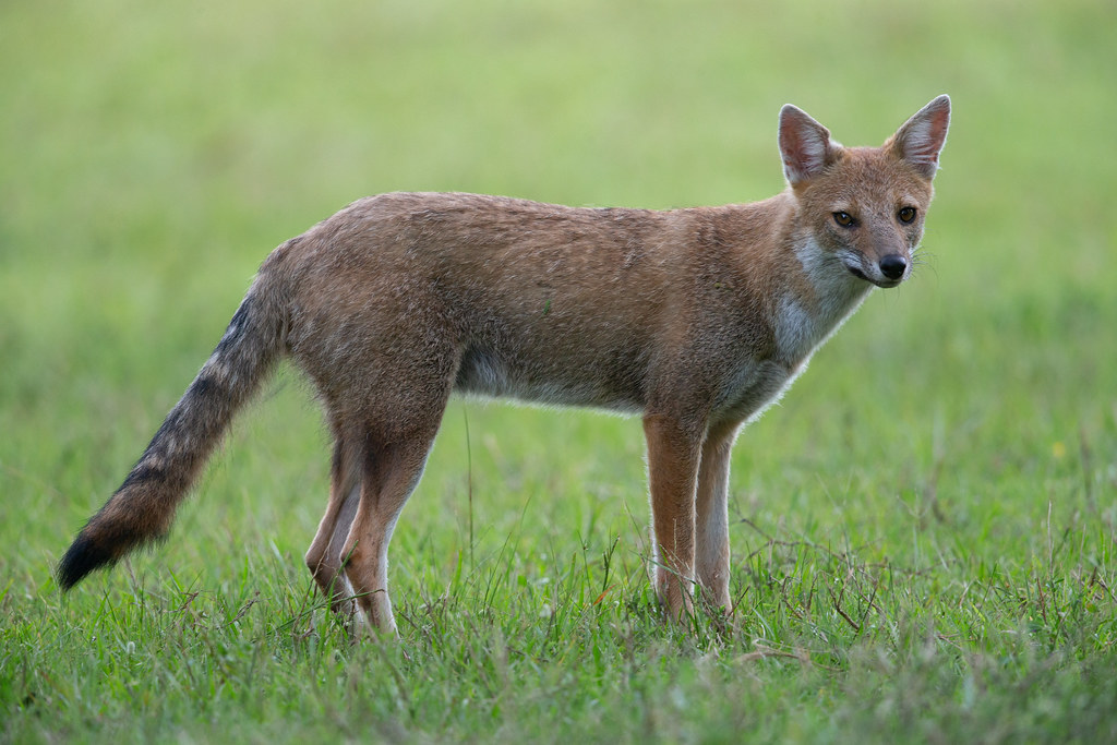 Pampas Fox - Lycalopex gymnocercus | Mburucuyá National Park… | Flickr