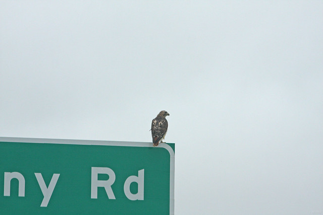 Red-tailed Road Sign Rest 4