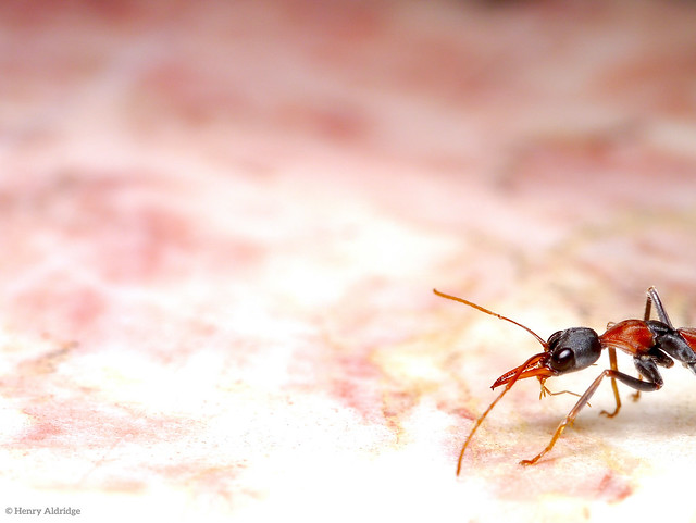 20210108 - 02 A Bull Ant, a Jumping Jack, Myrmecia nigrocincta circa 16mm. Myrmeciinae Formicidae Hymenoptera.