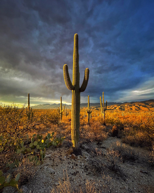 Desert sentinels on the last day of the year, Saguaro National Park