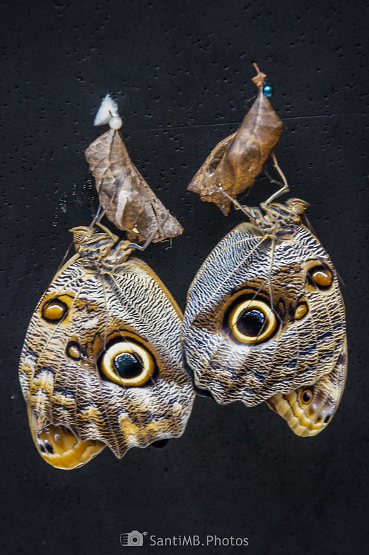 Mariposas búho en el jardín de mariposas de Selvatura Park