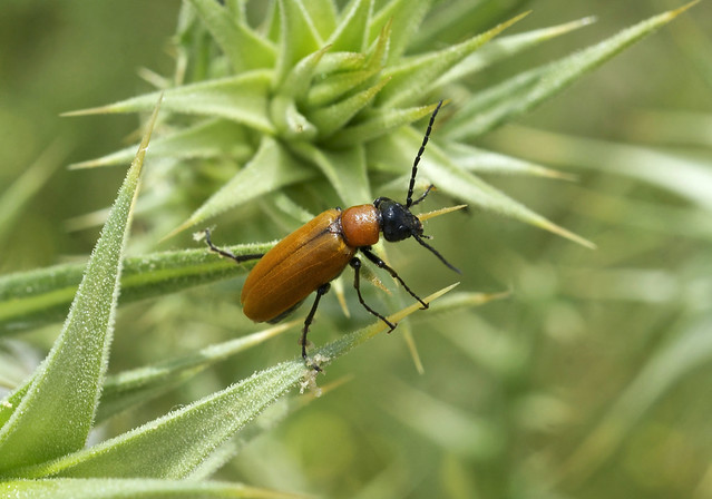 Blister Beetle --- Zonitis nana