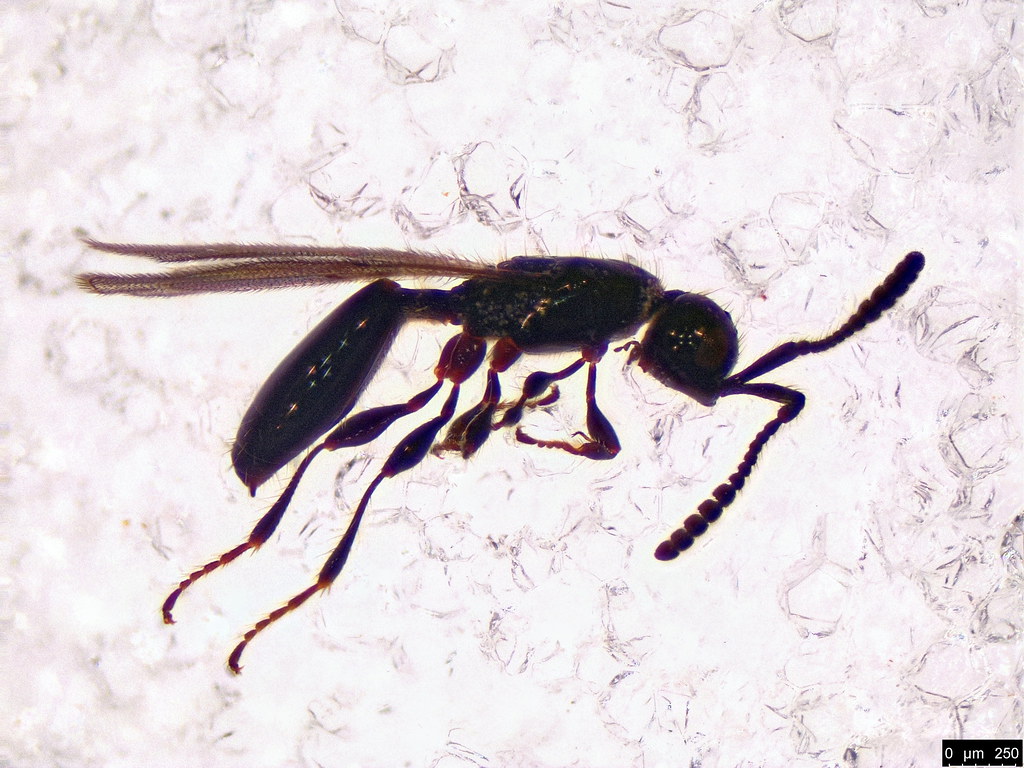 10a - Diapriidae sp.