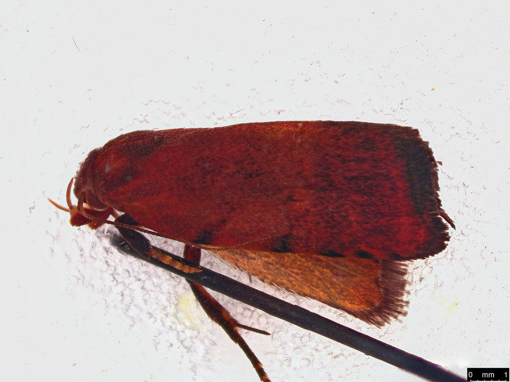 31 - Tortricopsis semijunctella Walker, 1864