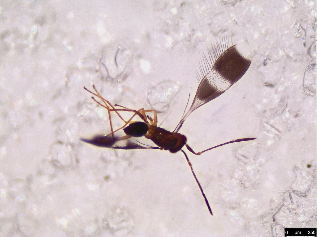 3a - Mymaridae sp.