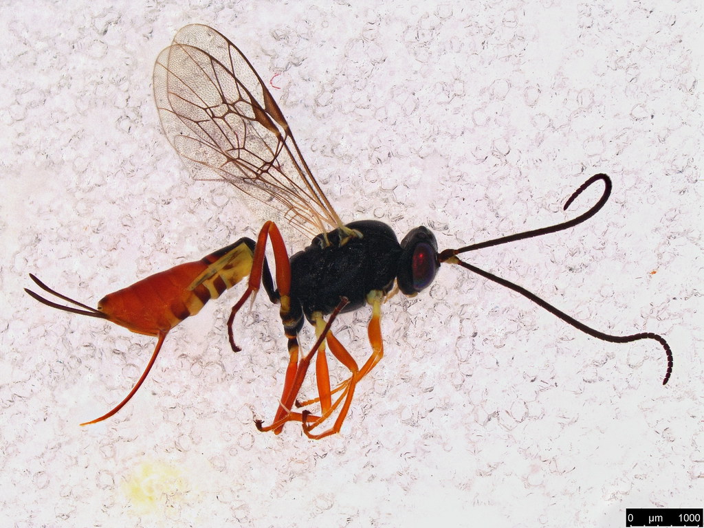 6 - Ichneumonidae sp.