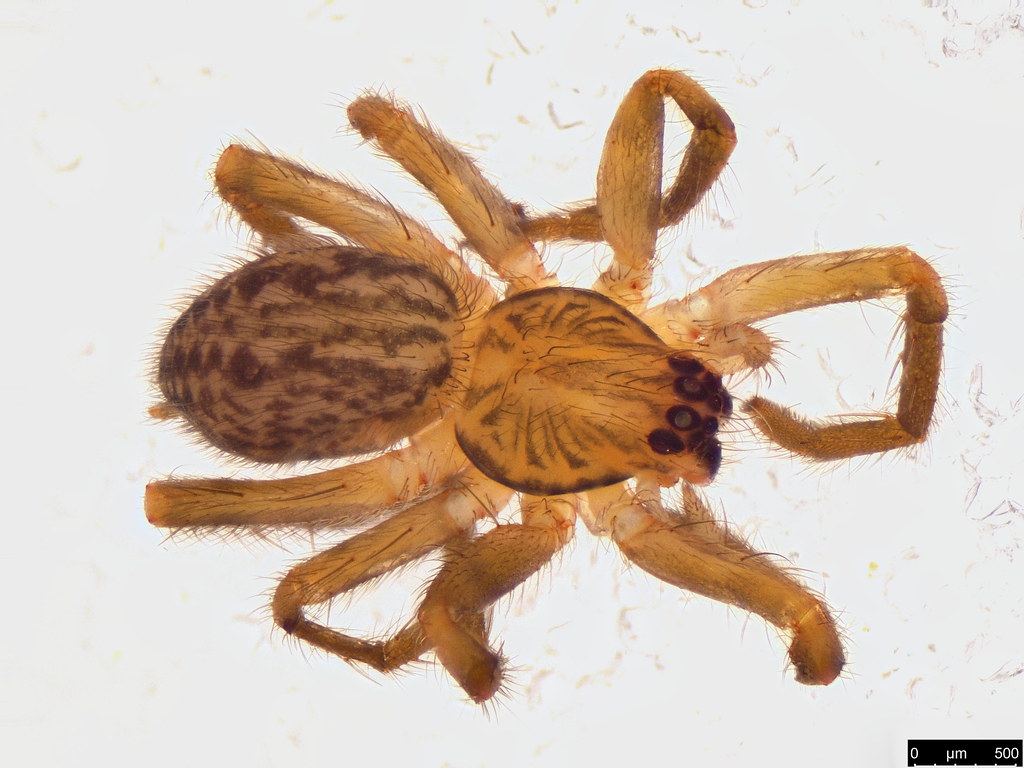59a - Lycosidae sp.