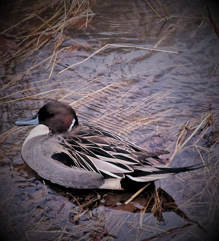 Pintail in the Brook