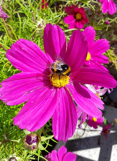 COSMOS and BEE