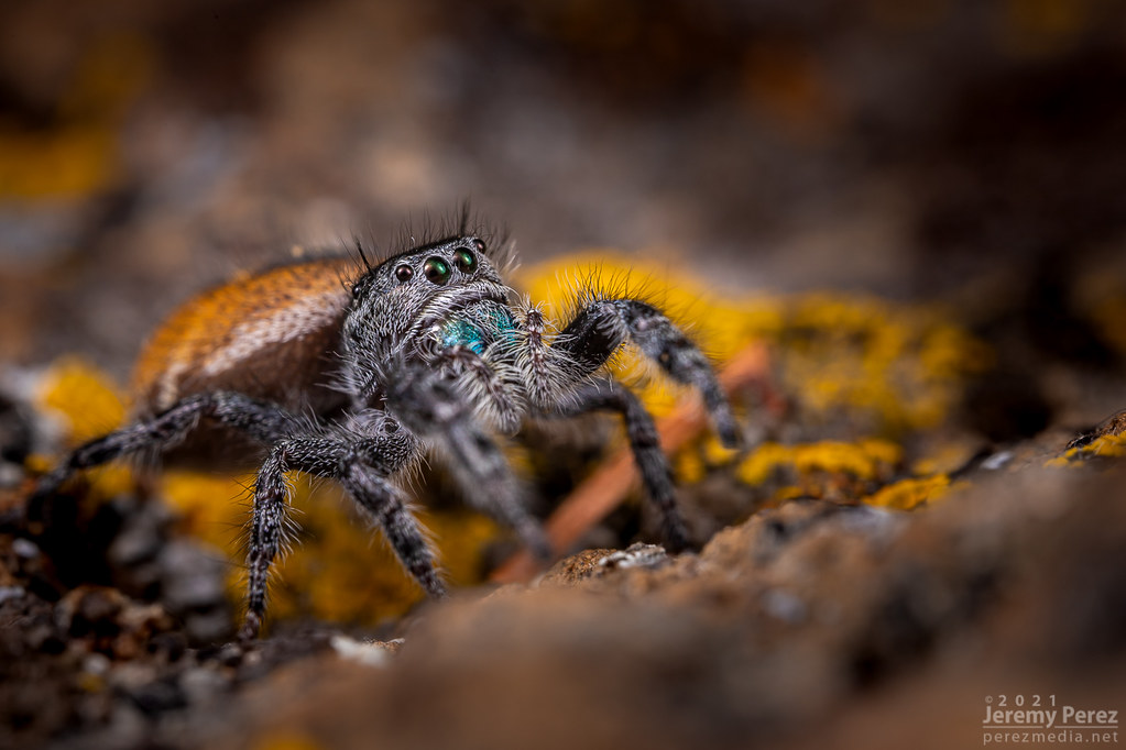 1 January 2020 — Flagstaff, Arizona — Phidippus Jumping Spider on lichen